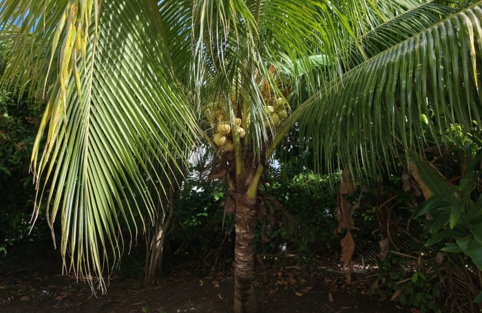 Plateau ROY apt F4 sur jardin