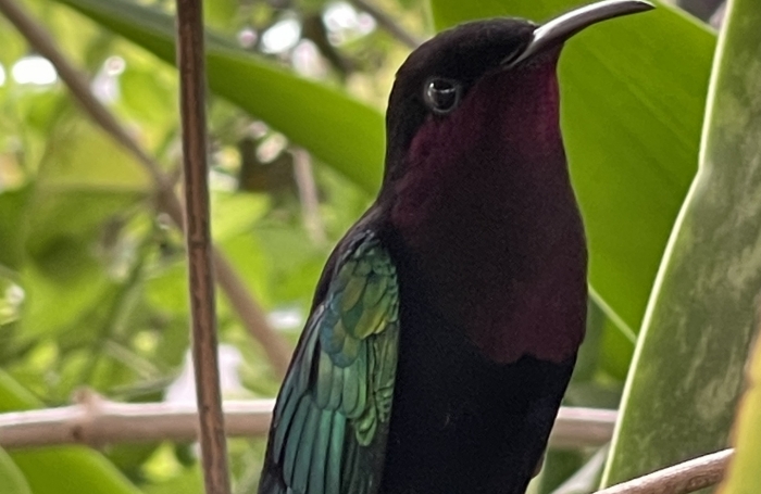 Vente Appartement 20m&sup2; 1 pièce Sainte Anne