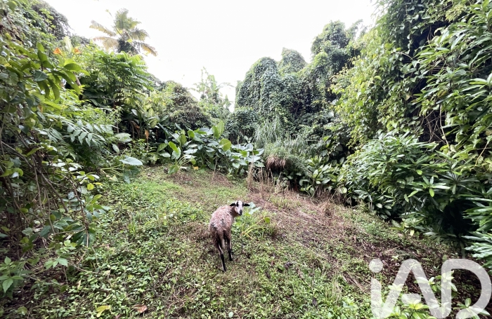 Vente Terrain 1100m&sup2; Le Morne Vert