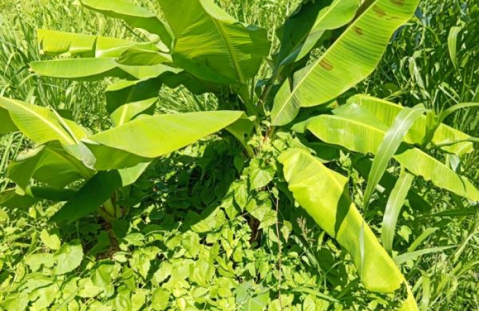 Vente Terrain 556m&sup2; Basse-Pointe