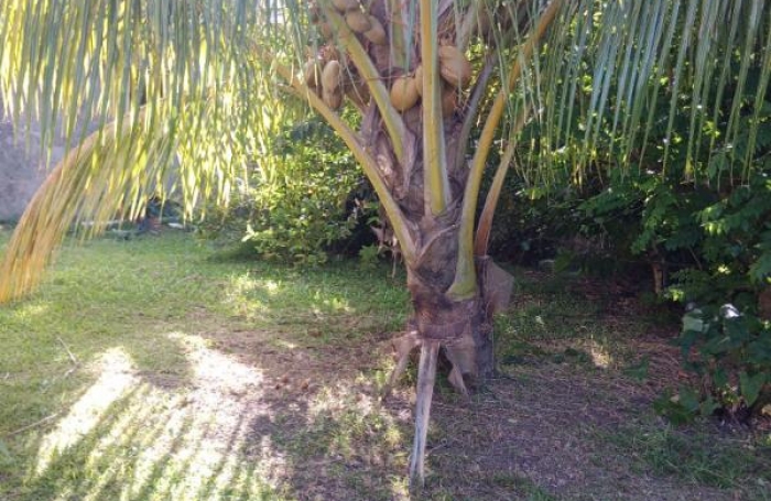 Vente Maison 206m&sup2; 4 pièces Basse-Pointe