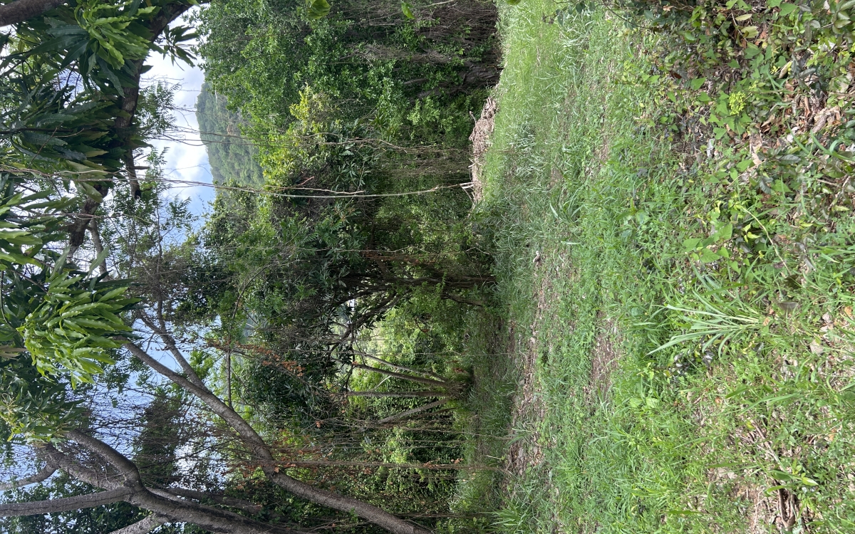 Rivi&egrave;re-Pilote Terrain constructible 860 m&sup2; 135 000 euros FA