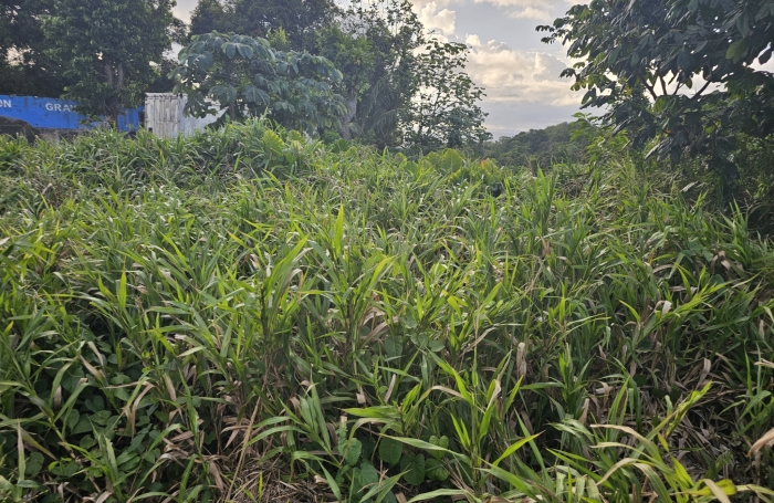 TERRAIN A CONSTRUIRE - MORNE VERT DUCOS