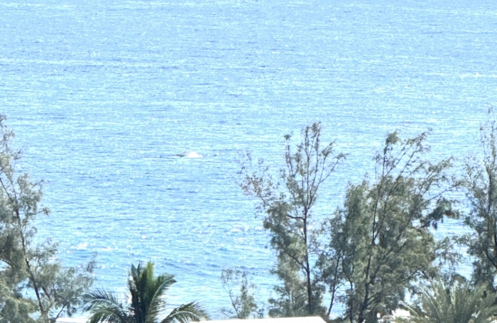 Vente Appartement 97434