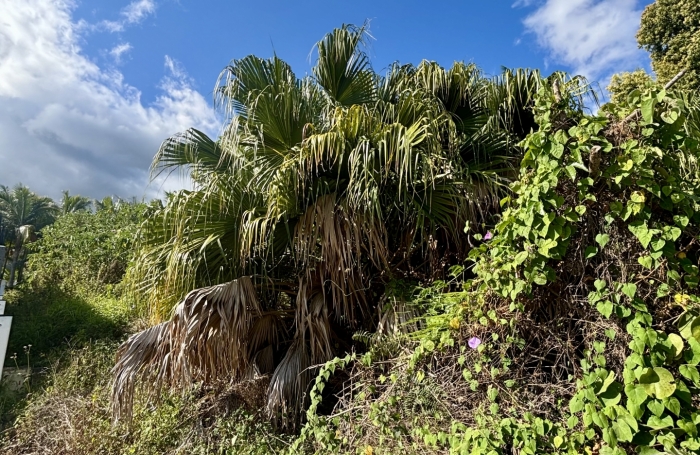 Vente Terrain 1078m&sup2; L'Entre Deux