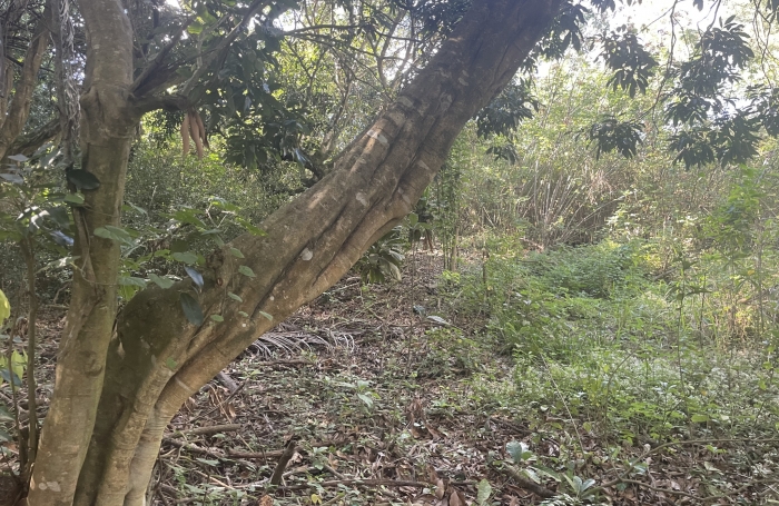 &Agrave; VENDRE  Terrain constructible avec vaste espace bois&eacute;