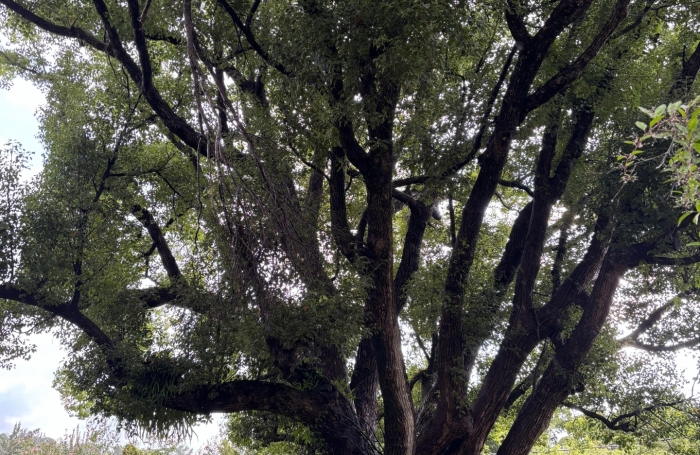 Vente Terrain 888m&sup2; Saint Denis