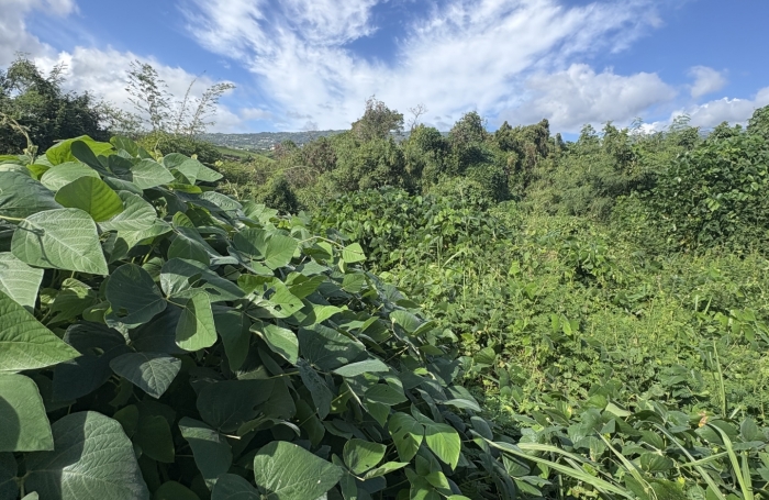 Vente Terrain 3600m&sup2; Sainte Marie